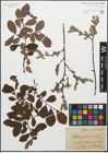 Foto von Salix glauca L.